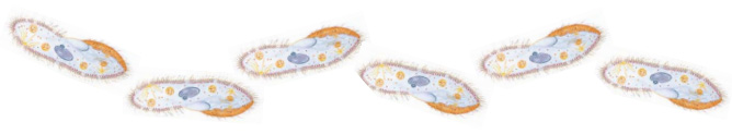 Paramecium when swimming