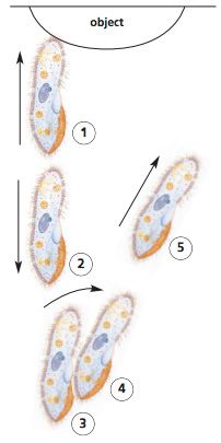 Paramecium reverses and then veers around the object