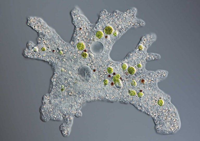 Amoeba