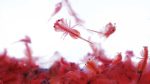 brine shrimp
