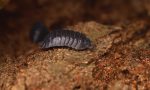 pill bug