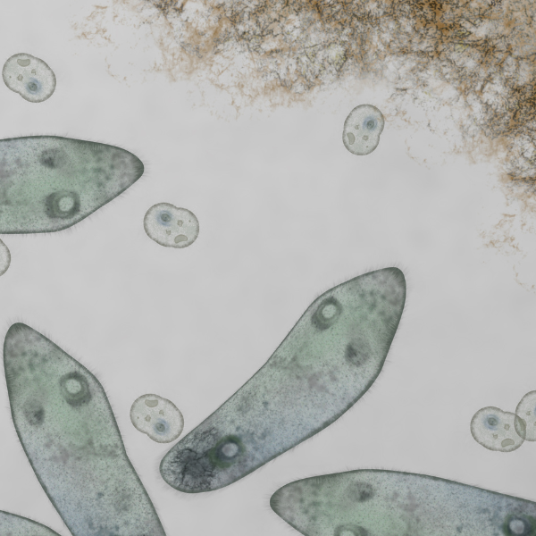 Microscopic slide image of amoeba