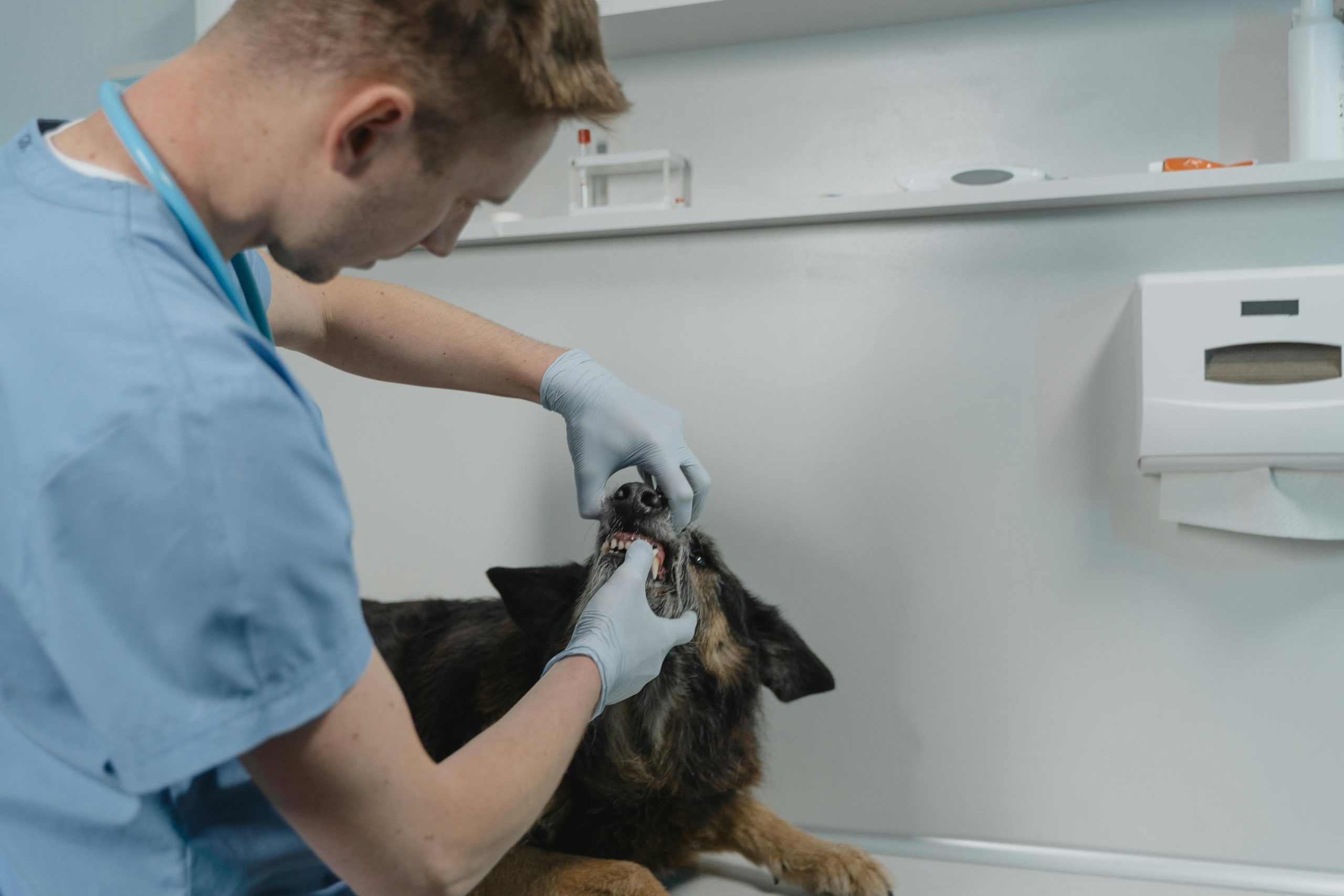 Dog getting his teeth cleaned