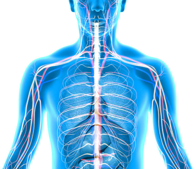 Cardiovascular System