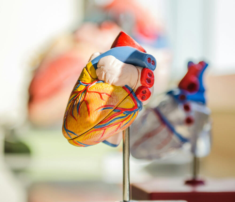 Human Heart