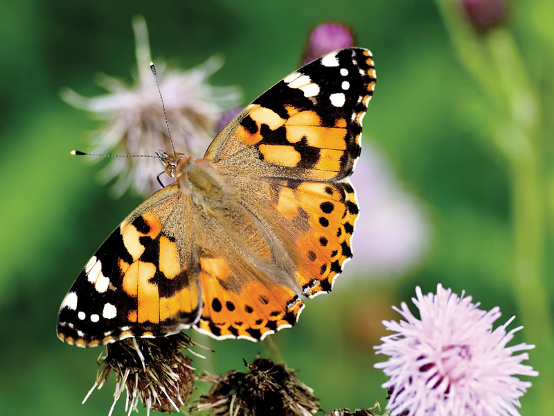 butterflies_800
