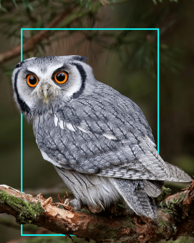 owl-activity-v2