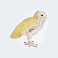 owl pellet digestion
