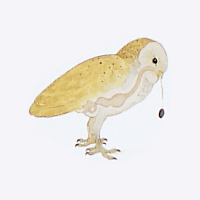 owl pellet regurgitation