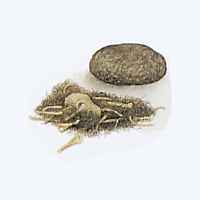 owl pellet