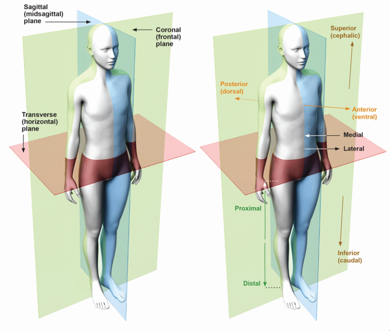 Exploring the Human Body: Understanding Anatomical Planes and Body ...