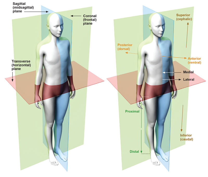 diagram of anatomical planes