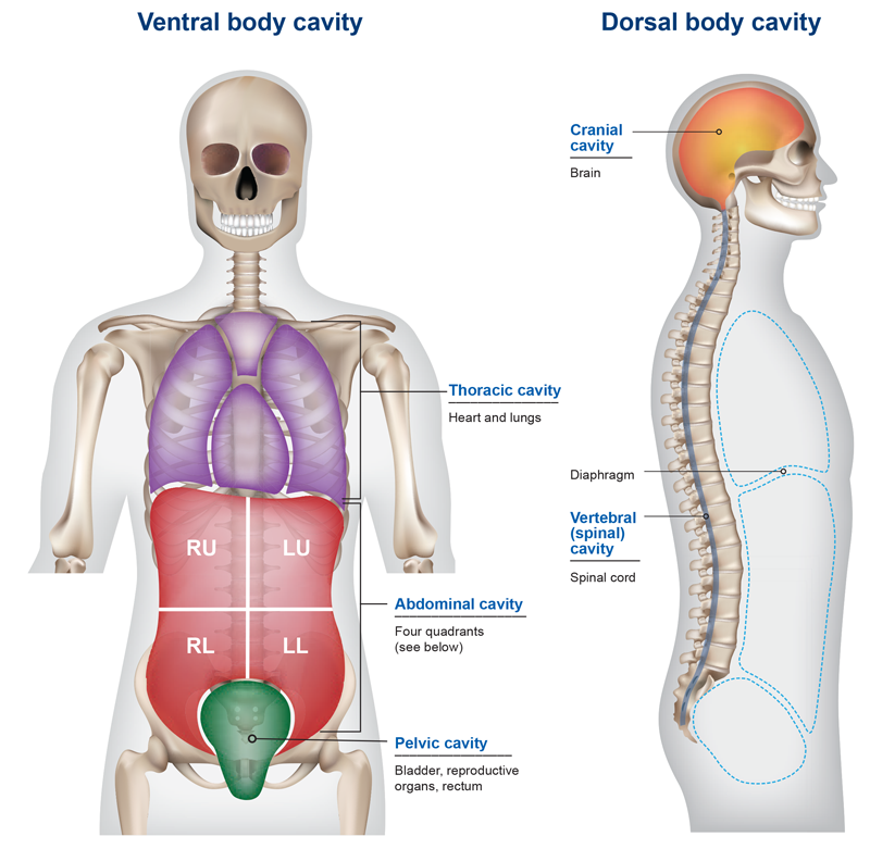 body cavity infographic