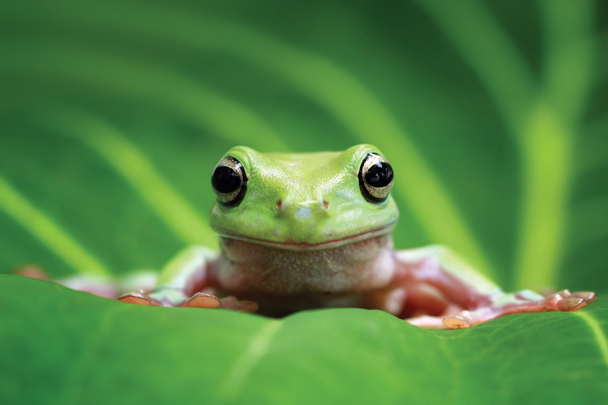 frog