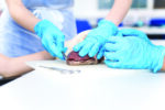 Dissection