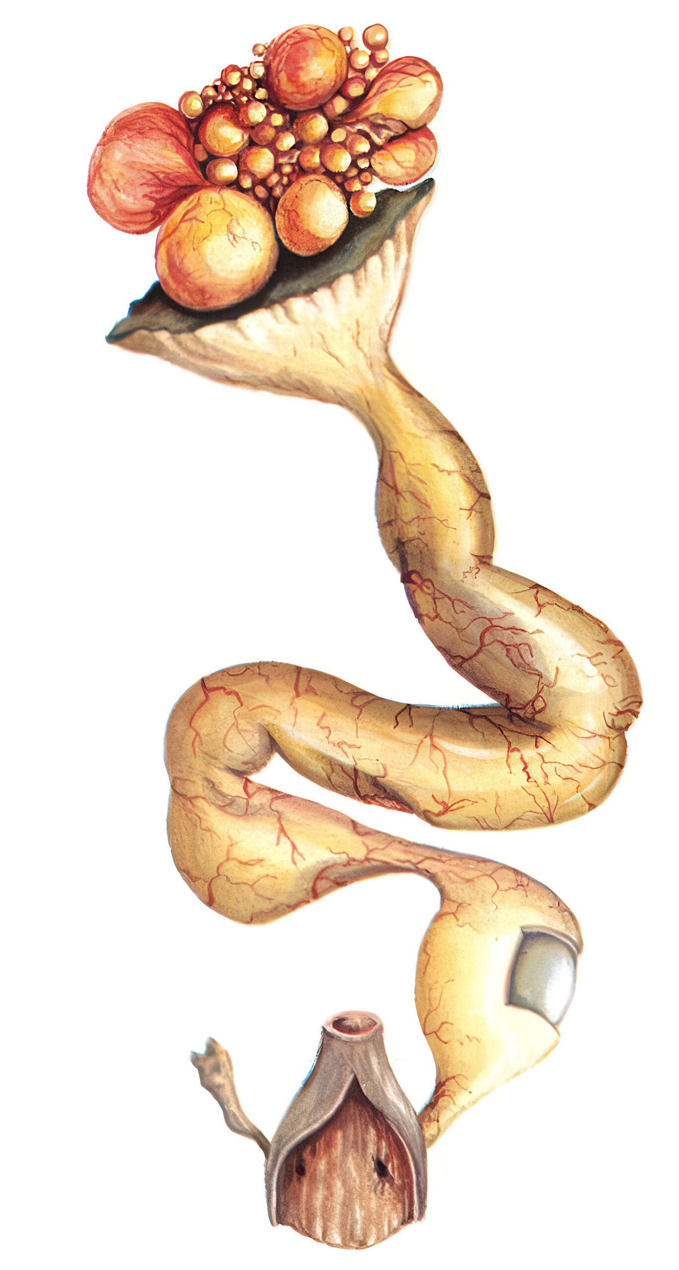 1981_February_Fig_02