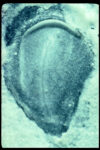 FIGURE 4 Chick embryo, 16 hours.