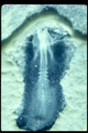 FIGURE 5 Chick embryo, 24 hours.
