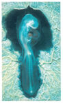 FIGURE 7 Chick embryo, 56 hours.