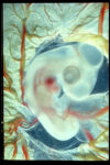 Gallus gallus	Chicken dev., 6 days