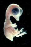 Gallus domesticusChicken embryo, 10 days, entire