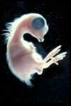 FIGURE 10 Chick embryo removed from yolk and membranes, 14 days.