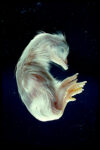 FIGURE 11 Chick embryo removed from yolk and membranes, 20 days.