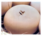 FIGURE 12 Pipped egg.