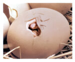 FIGURE 13 The chick breaks away the shell.