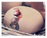 FIGURE 14 The chick works around the shell’s circumference.