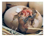 FIGURE 15 Struggling to push apart the shell.