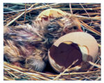 FIGURE 17 Just hatched and exhausted.