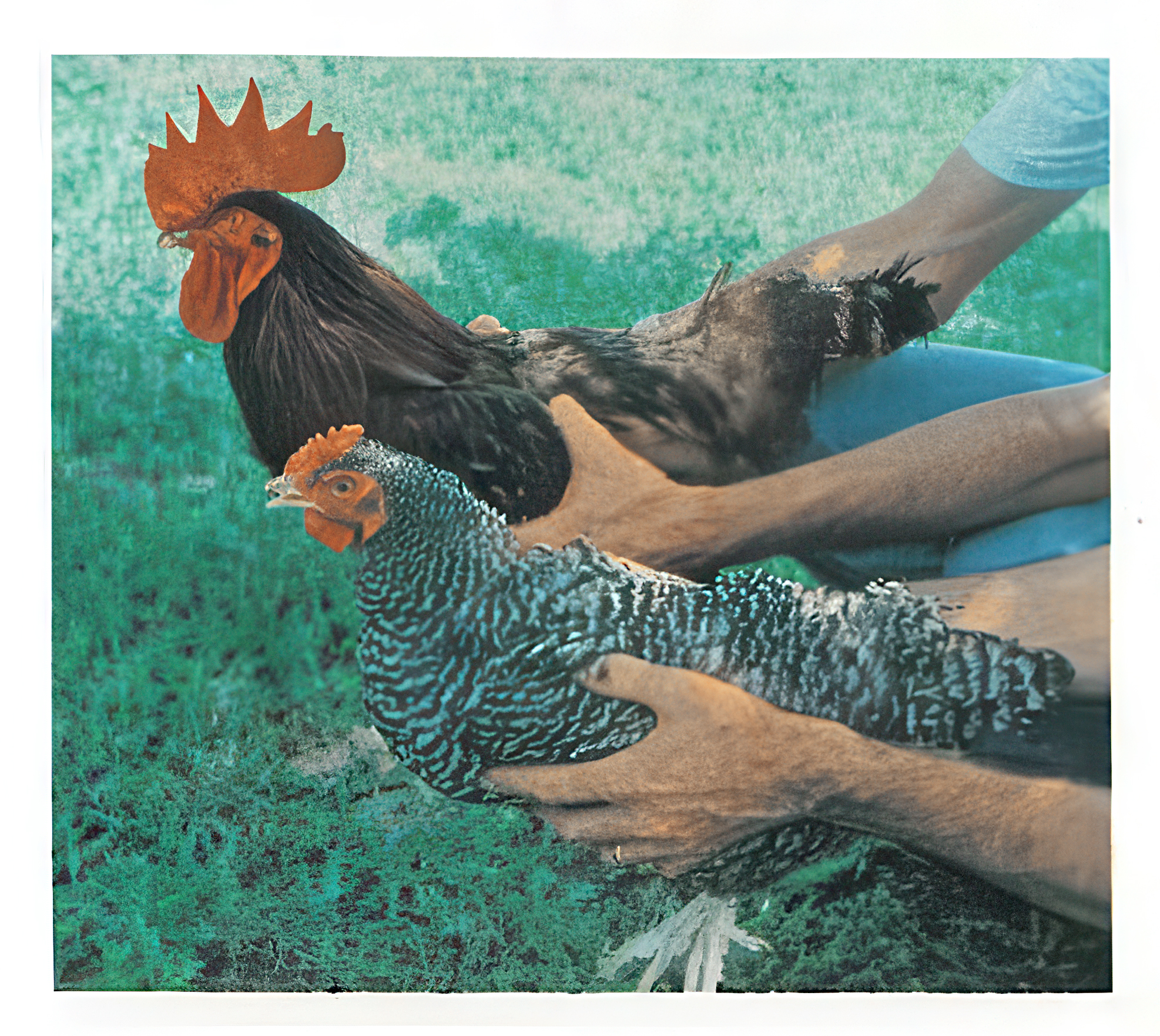FIGURE 18 Barred hen and nonbarred rooster.
