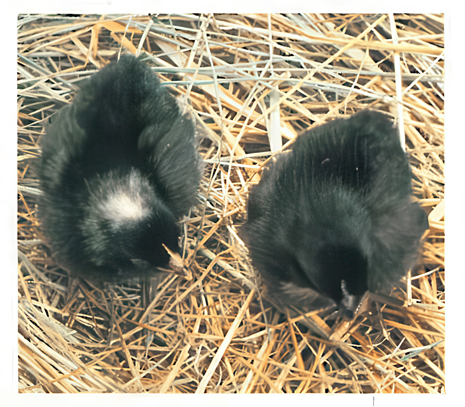 FIGURE 19 F1 male (left) and female (right) of the barred/nonbarred cross.