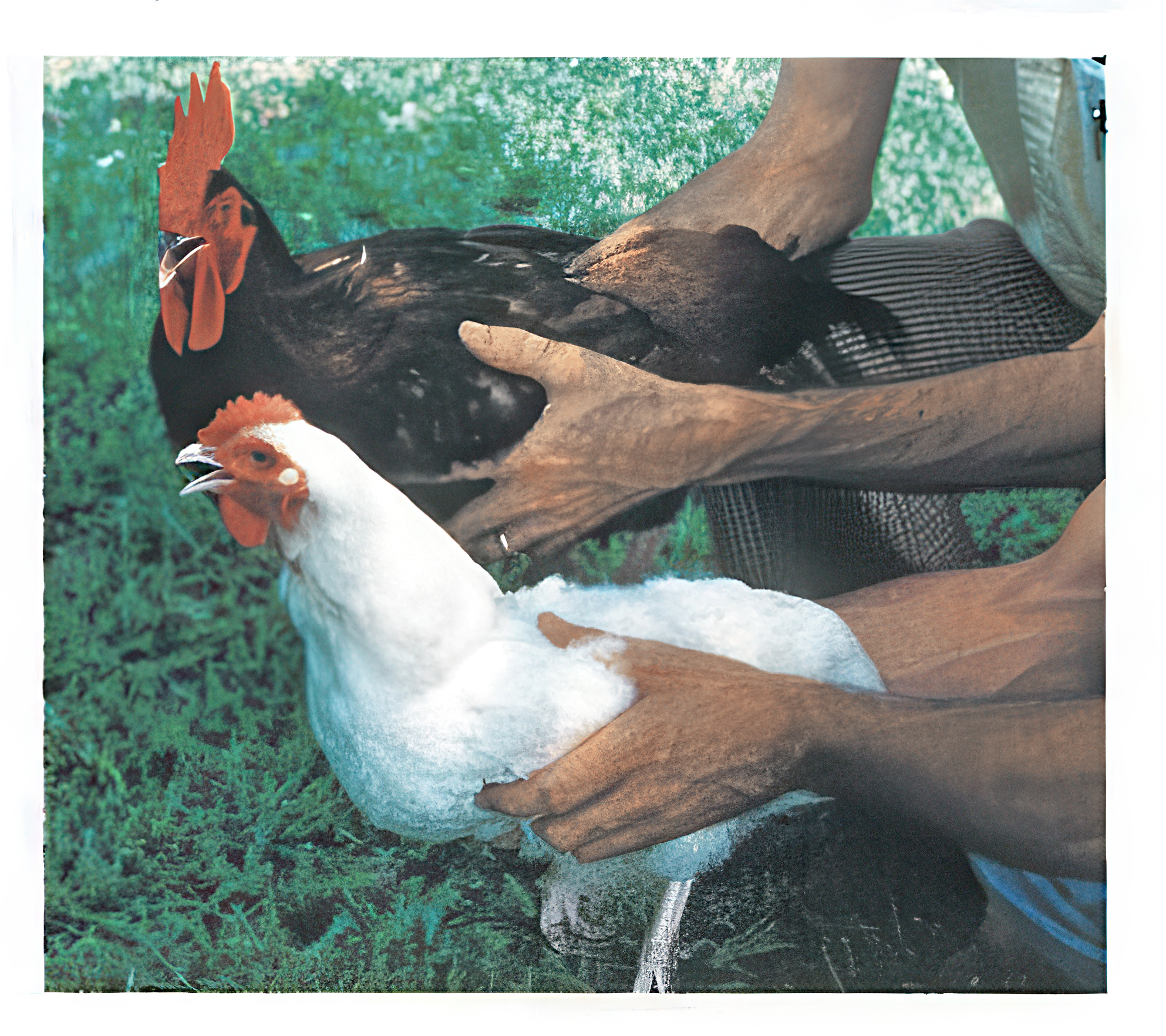 FIGURE 20 White hen and red rooster.