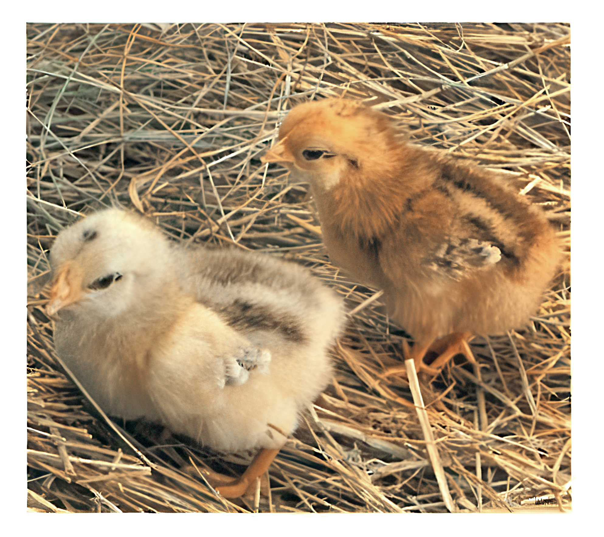FIGURE 21 F1 male (left) and female (right) of a red/white cross.