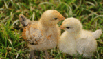two small chicks in a green field