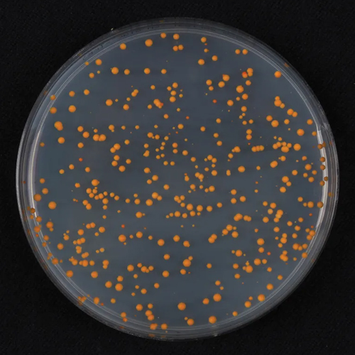 biobuilder golden bread transformation