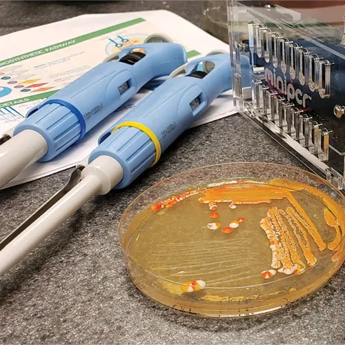 biobuilder golden bread pcr