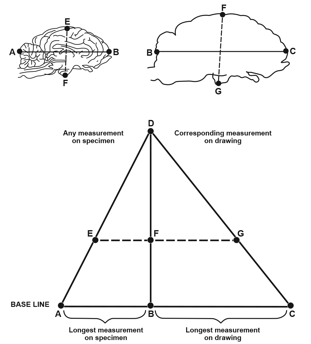 Sheep-brain_Fig2