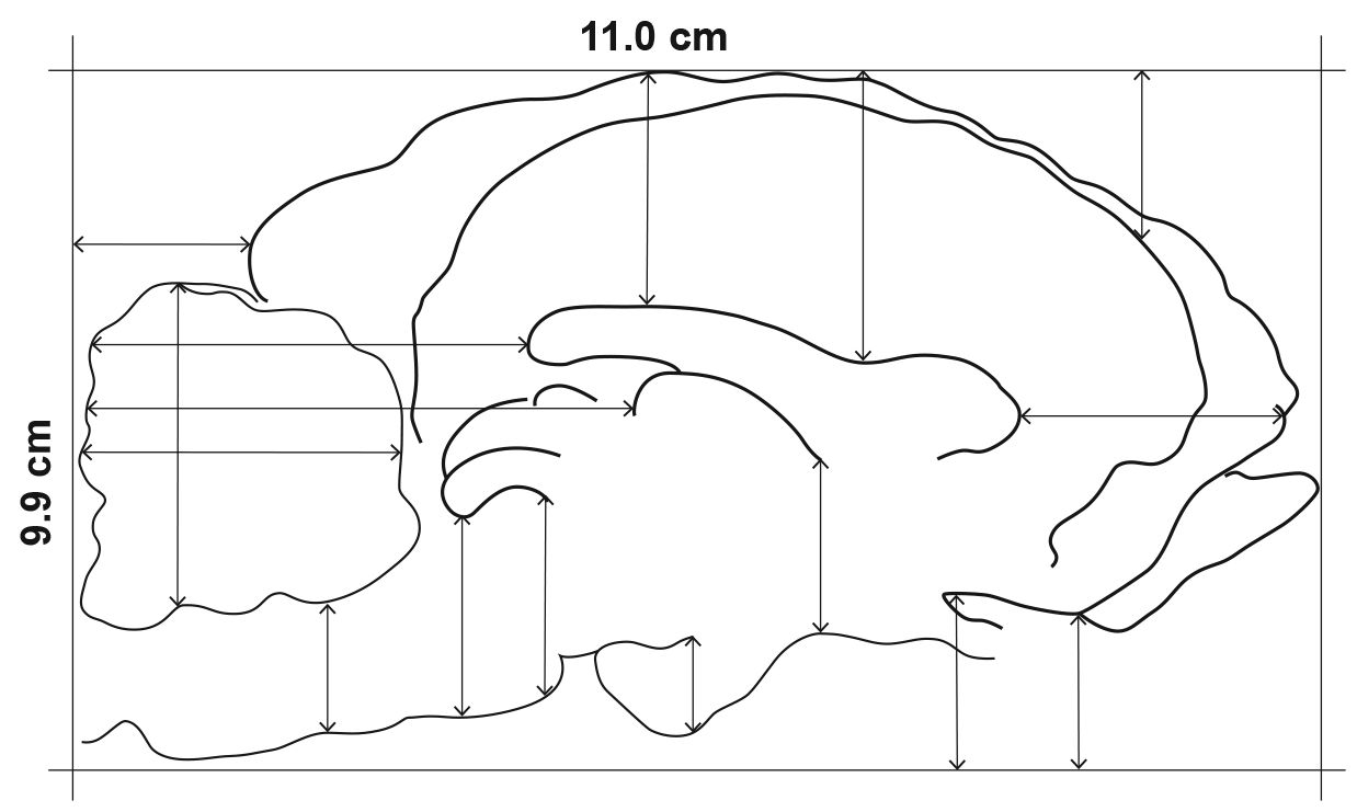 Sheep-brain_Fig3