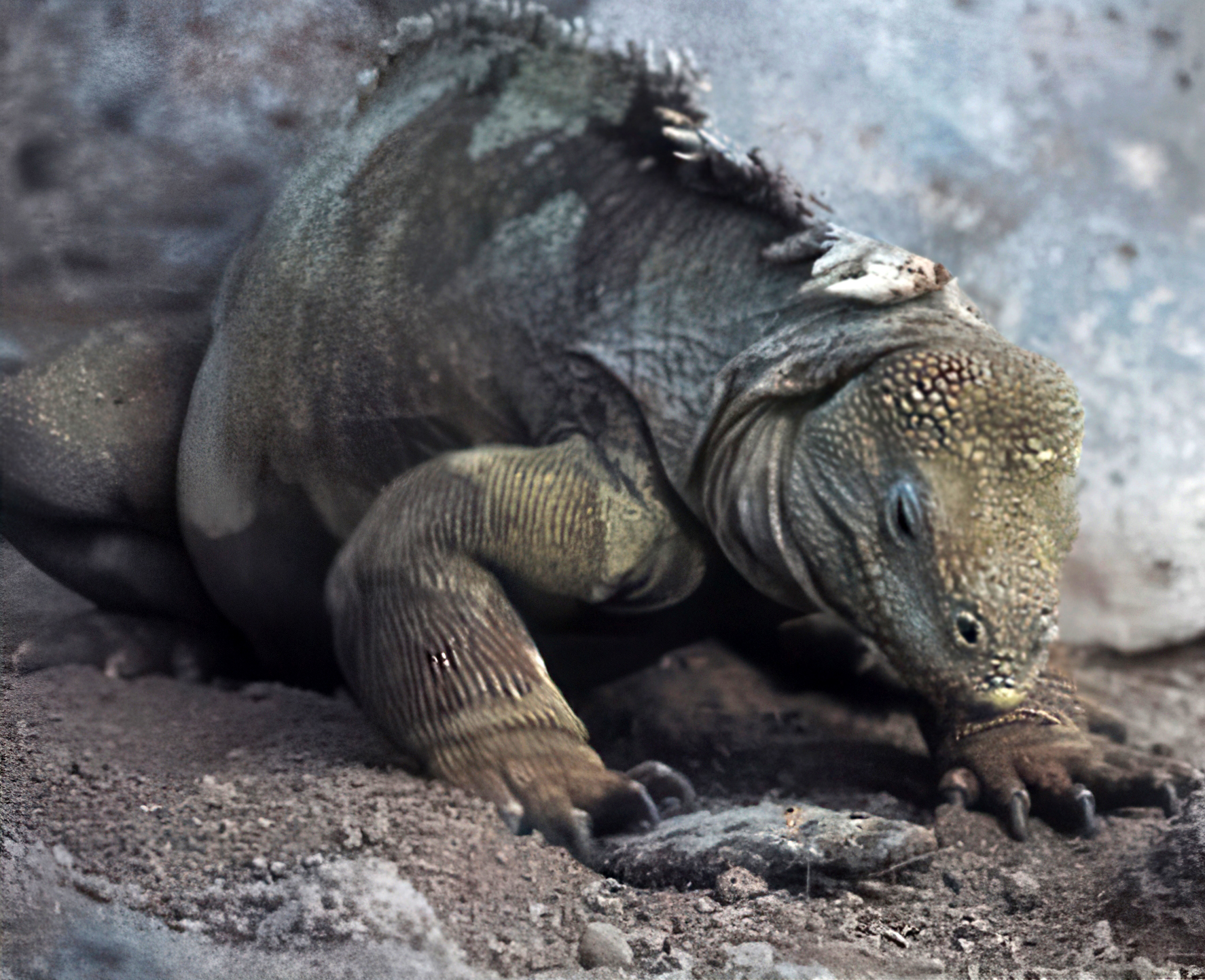 Figure 4 The male iguana (Conolophus pallidus), endemic to Sante Fé Island, brushes an Opuntia cactus pad with his forepaw to remove the spines before eating the pad, a major food item.