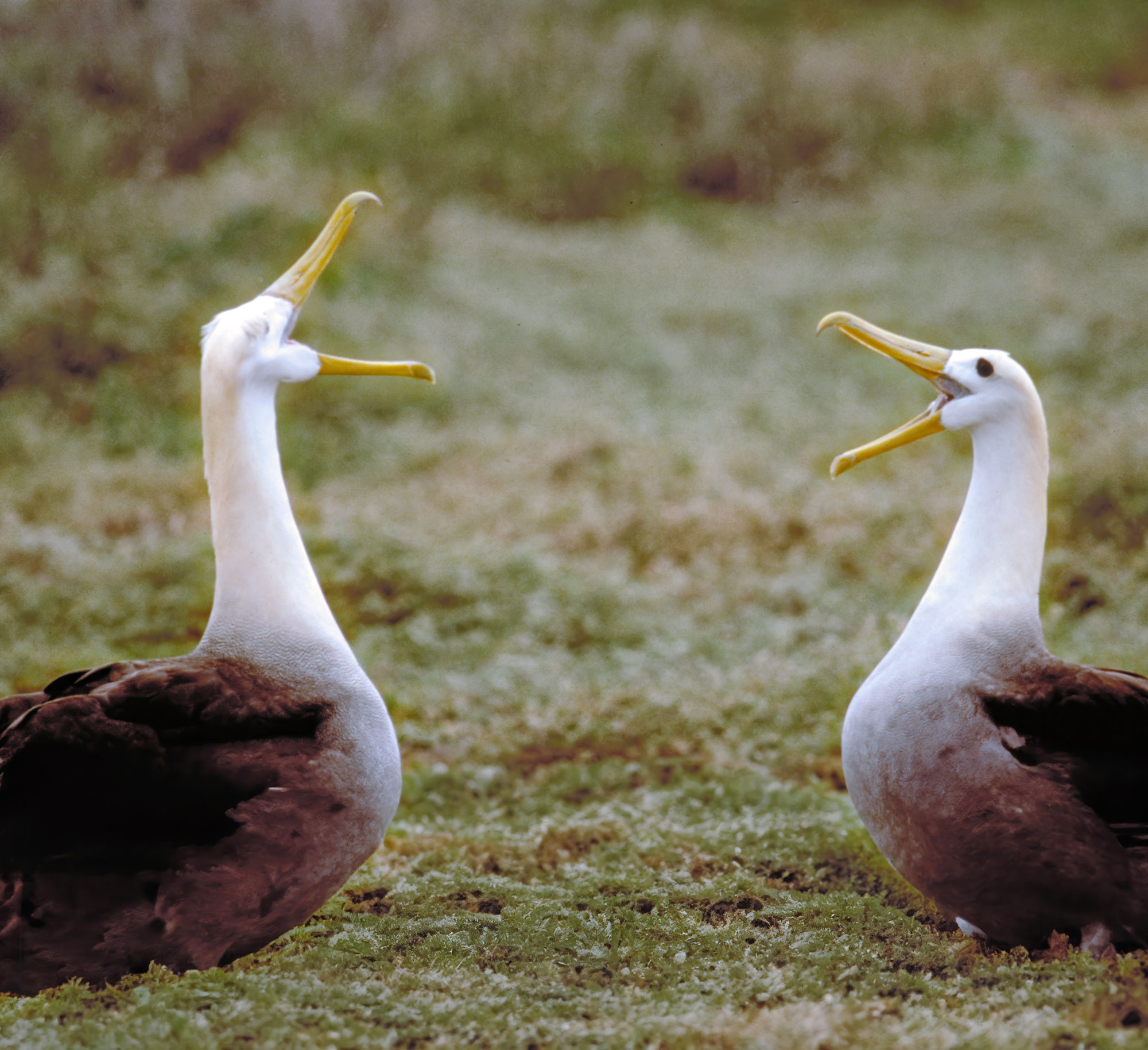 Figure 6 The double gape is just one of many “steps” in the fascinating courtship dance of Española’s waved albatross (Diomedia irrorata).]