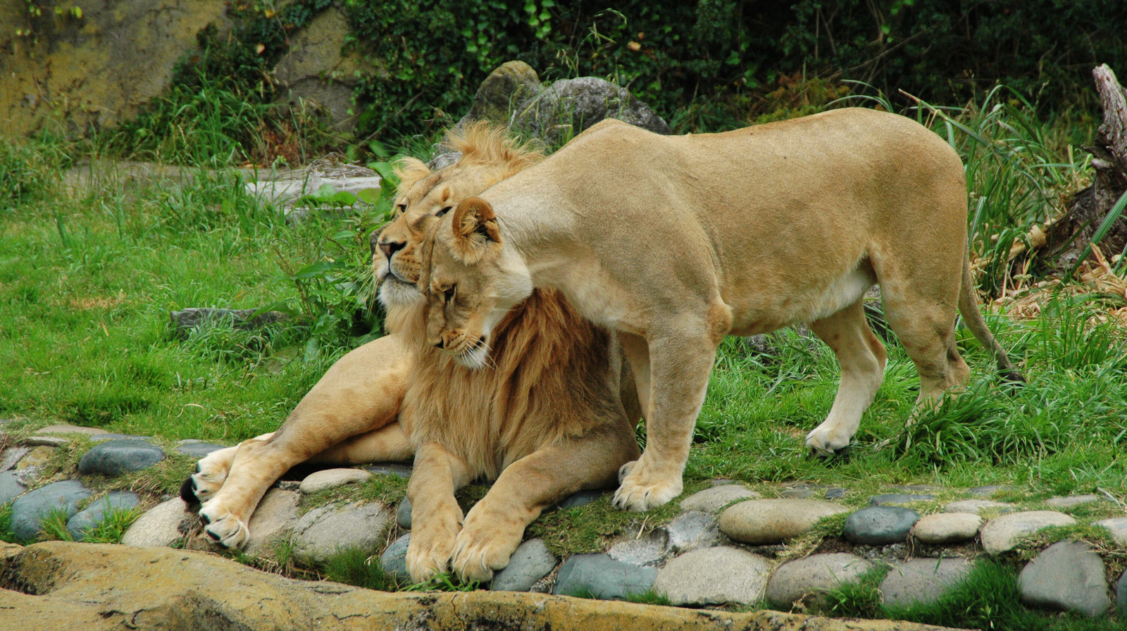 Lions nuzzling