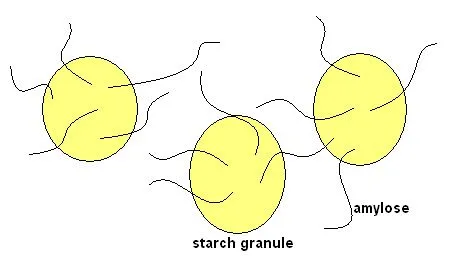Figure 5 During baking, the starch granules, swollen with water, release amylose polysaccharide. The amylose begins to form a gel.