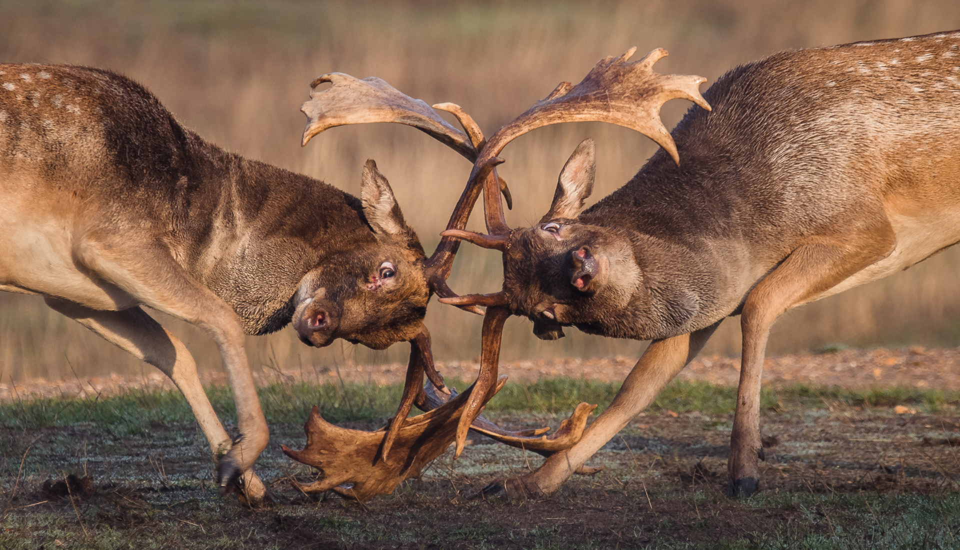 Wild fallow deer during rutting season