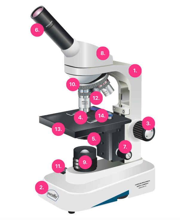 microscope mobile image