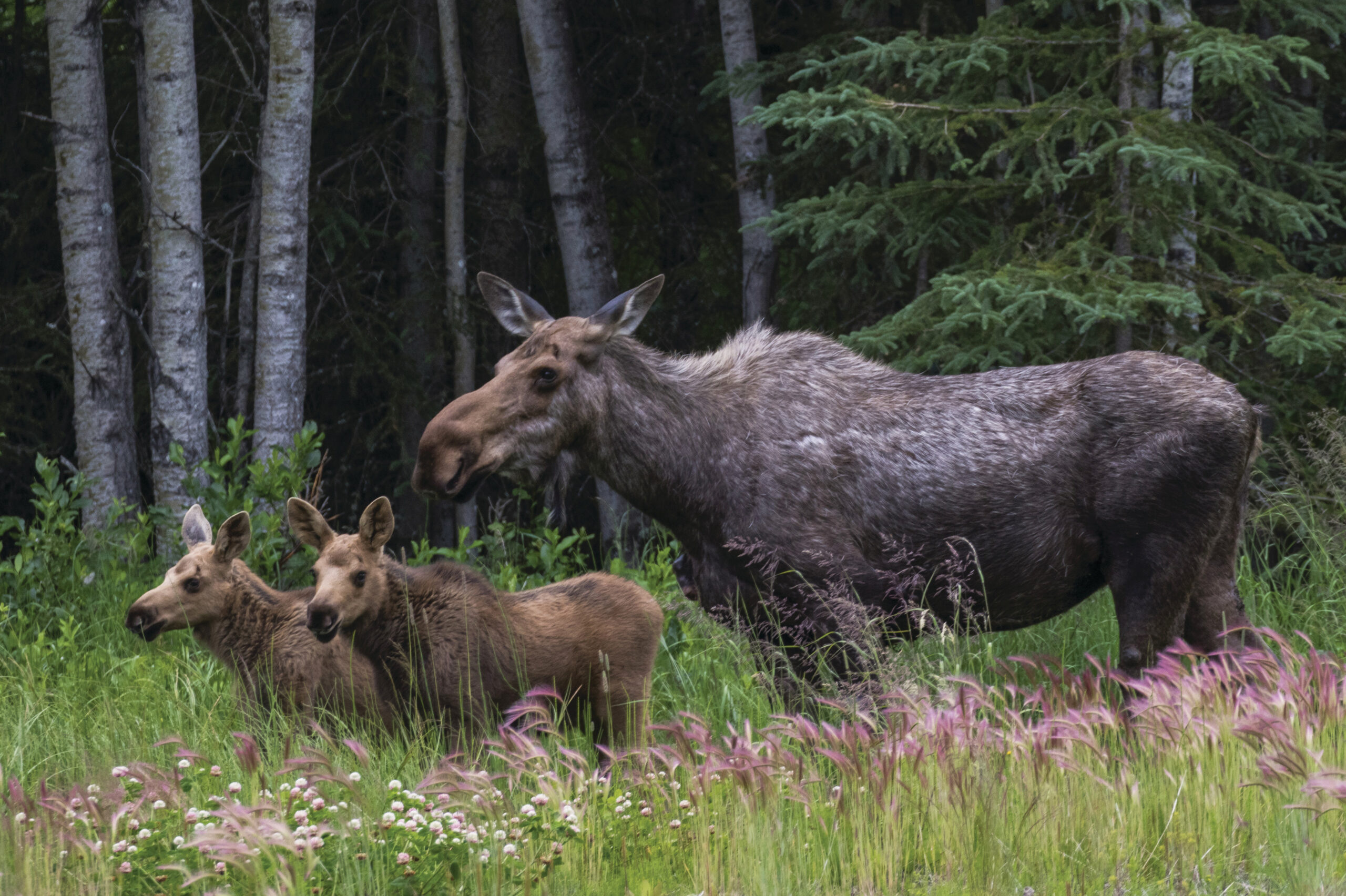 Mother cow and her twin calf's - moose in Alaska standing in a field