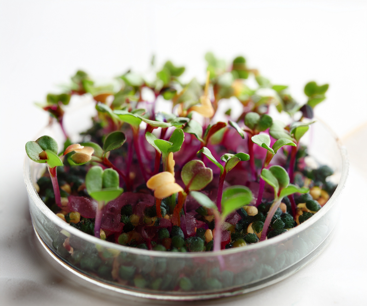 wisconsin fast plants sprouting in a dish
