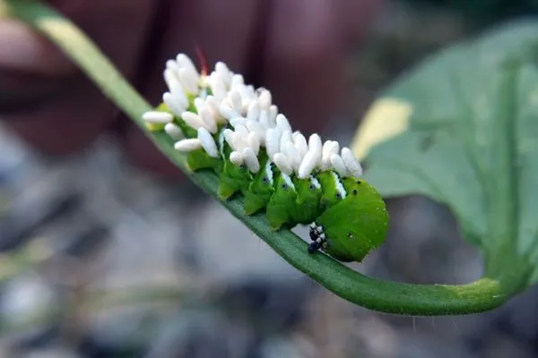 Parasitized hornworm covered in wasp pupae